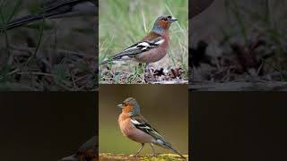 Common Chaffinch bird callصوت عصفور صلنج [upl. by Nylaroc]