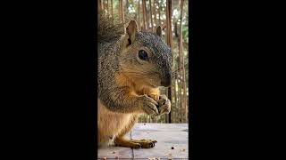 Squirrel eating walnuts close up [upl. by Eckhardt243]