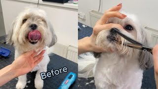 Havanese dog face trim vertical video [upl. by Cherie]