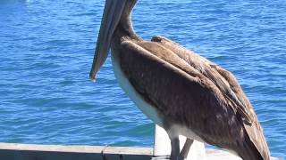 Brown Pelican Pelecanus occidentalis [upl. by Olav]