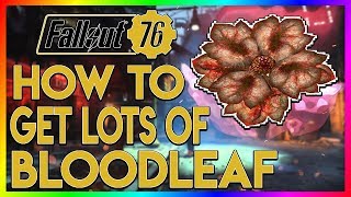 Fallout 76  Best Place To Find Bloodleaf [upl. by Nottnerb]