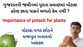 ગુજરાતની જમીનમાં પૂરતા પ્રમાણમાં પોટાશ હોવા છતા પાકને મળતો કેમ નથી   Haresh bera [upl. by Odraner]