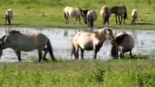 Konikpaarden in de Oostvaardersplassen [upl. by Bickart969]