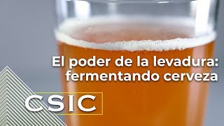 El poder de la levadura fermentando cerveza [upl. by Gnoh]