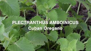 Plectranthus Amboinicus Cuban Oregano Tasty and Many Health Benefits [upl. by Anelliw]