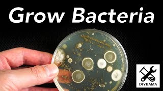 How to Grow Bacteria [upl. by Ane]