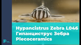 Hypancistrus Zebra L046  Гипанциструс Зебра Plecoceramics [upl. by Jacobine]