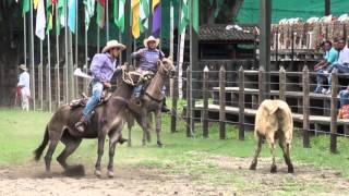 3 Solo Mulas Vaqueras 2015 [upl. by Ammann]