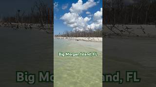 Big Morgan Island FYP florida BigMorganIsland MorganBeach ParadiseCoast mywalksinparadise 4K [upl. by Elyac]