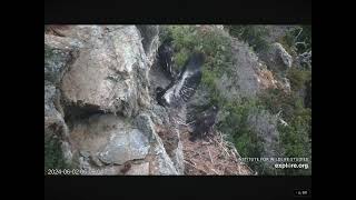 West End Eaglet Koa Tries a Quick Hop to a Rock 06022024 exploreorg [upl. by Naehs]