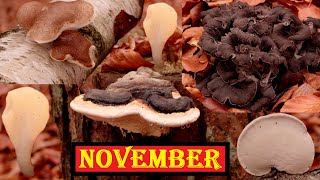 Pilze sammeln im November 🍂🍄 Vitalpilze bzw Heilpilze und Klassiker wie Herbsttrompeten und Parasol [upl. by Owiat]