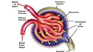 Kidney Model Part 03 Renal Corpuscle  2nd Year MBBS OSPE [upl. by Anelrats648]