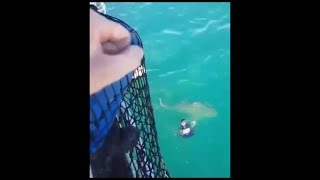 🇳🇨🦈Nouvelle Calédonie  Un marin échappe à une attaque de requin bouledogue shark  18072018 [upl. by Annehsat]