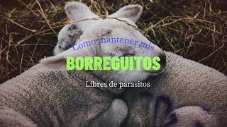 Cómo mantener tus borreguitos vivos y libres de parásitos [upl. by Leahcimnoj]