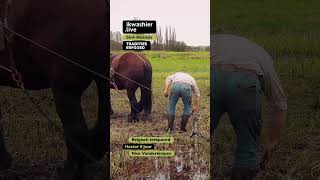 Belgisch trekpaard Hector  Nico Vanderkimpen shorts horse paard agriculture belgiandraft [upl. by Elenaj837]