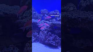 ADDING AMAZING ANTHIAS TO A MARINE AQUARIUM Marinetank aquatics aquarium saltwater fish [upl. by Nehgam]