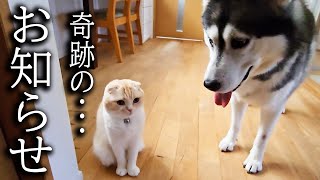 猫が徹夜で看病したら奇跡が起きました [upl. by Akinot]