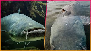 Mansized duckeating catfish The Beast of Beiseforth is so big locals feared it was a shark [upl. by Jarek]