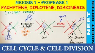 Pachytene Diplotene amp Diakinesis of Prophase 1 of Meiosis 1  NEET Biology 11  NCERT Notes NEET21 [upl. by Yekcim]