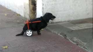 carrito para perro discapacitado [upl. by Edmea]