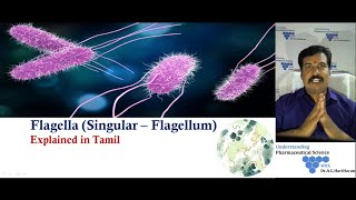 Bacterial Flagella Explained in Tamil [upl. by Aseiram139]