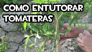 Como Guiar los Tomates o Entutoralos 🍅 Guía Paso a Paso  La Huerta de Ivan [upl. by Mcgean]