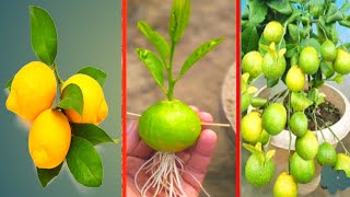 Lemon Plant Grow At Home Lemon tree Growing From Seed Lemon Plant Grow In Port [upl. by Axia]