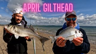 I Bagged an April Gilthead [upl. by Fidel]