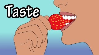 How Does Taste Work  How Do Taste Buds Work  Structure Of The Tongue  Structure Of Taste Buds [upl. by Poock]