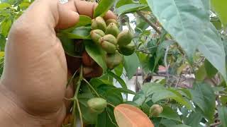 এই গাছ আগে কখনো দেখেছেন জামাল গুটার গাছjamalgota ke fayde [upl. by Millar]