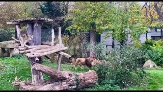 Heidelberg Zoo 🇩🇪 [upl. by Sylvanus]