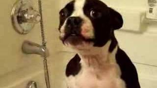 Funny Boston Terrier Howling to Mission Impossible [upl. by Isola]