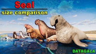 Seal Size Comparison 🌊Which Seal is the biggestSea ​​lion Size Comparison🌊Pinnipeds Size Comparison [upl. by Akeret]