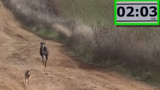 12 Galgos vs Liebres XII  Greyhounds vs Hares XII Carrerooooon [upl. by Walley165]