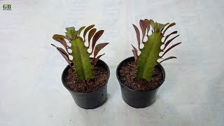 How to Propagate Euphorbia Trigona or African Milk Tree from Stem Cutting [upl. by Refennej241]