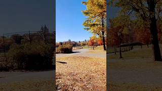 CENTRAL PARK Falling Leaves IN NEW YORK CITY‼️🍁😱😳shorts nyc youtube fyp viralvideo autumn [upl. by Lleynod]