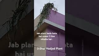 3 Dhar Hadjod Plant [upl. by Herzen218]