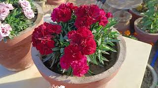 Carnation plant full care update ll how to grow carnation plant with and get more flower with update [upl. by Osmund]