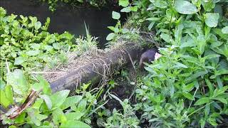 Water voles squeaking [upl. by Ruder393]