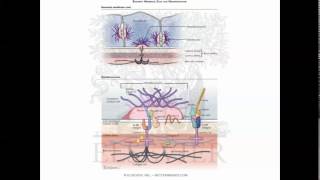 bullous dermatoses [upl. by Mariko]