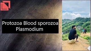 parasitology Protozoa Blood sporozoa Plasmodium plasmodium malaria lab norcet mlt neet2024 [upl. by Aneladgam]