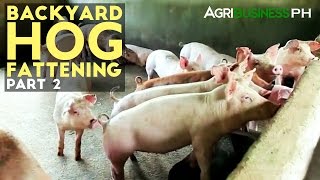 Backyard Hog Fattening Part 2  Hog Fattening Management  Agribusiness Philippines [upl. by Aiselad]