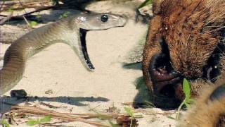 Black Mambas 07 Mamba vs Lion [upl. by Maddock]