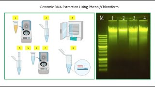 How To Perform DNA Extraction Using Phenol Chloroform Method 🧑🏻‍🔬🧬👇 [upl. by Ayoras987]