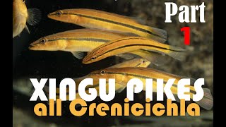 Pike cichlids Crenicichla guide to all the species from the Rio XIngu in nature and the aquarium [upl. by Hermosa]