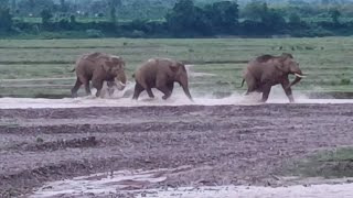 Famous three Tuskar elephant wildlife dailyvlog foryou [upl. by Vincenz741]