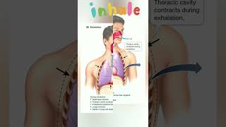 Breathing process Inhalation vs Exhalationshortbiologysciencerespirationcbseboardicse [upl. by Aineg]