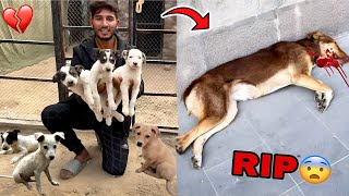 Puppies Ki Mummy Mar Gai ll Sub Puppies Ko Rescue Kr Liya [upl. by Yasnil]