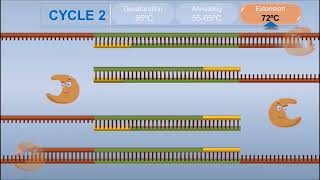 Polymerase Chain Reaction PCR [upl. by Groos]