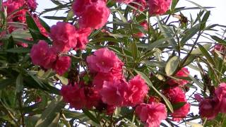 ADELFA Nerium oleander wwwriomoroscom [upl. by Astrid337]